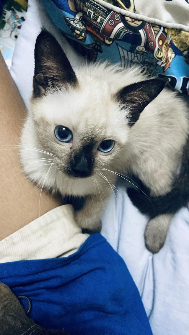 แมววิเชียรมาศแท้ ขี้อ้อน