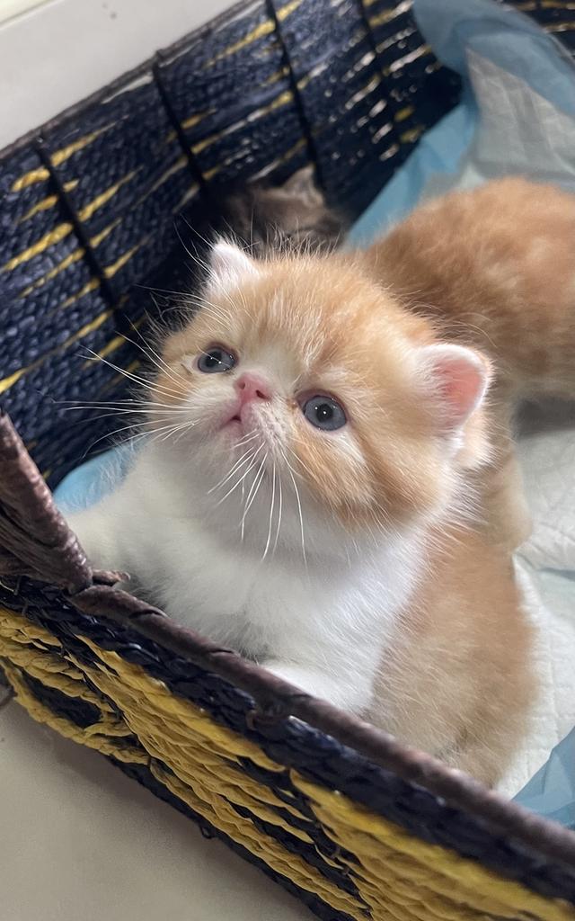 แมวexotic shorthair  3