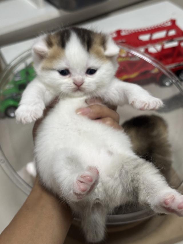 แมวบริติช British shorthair 7