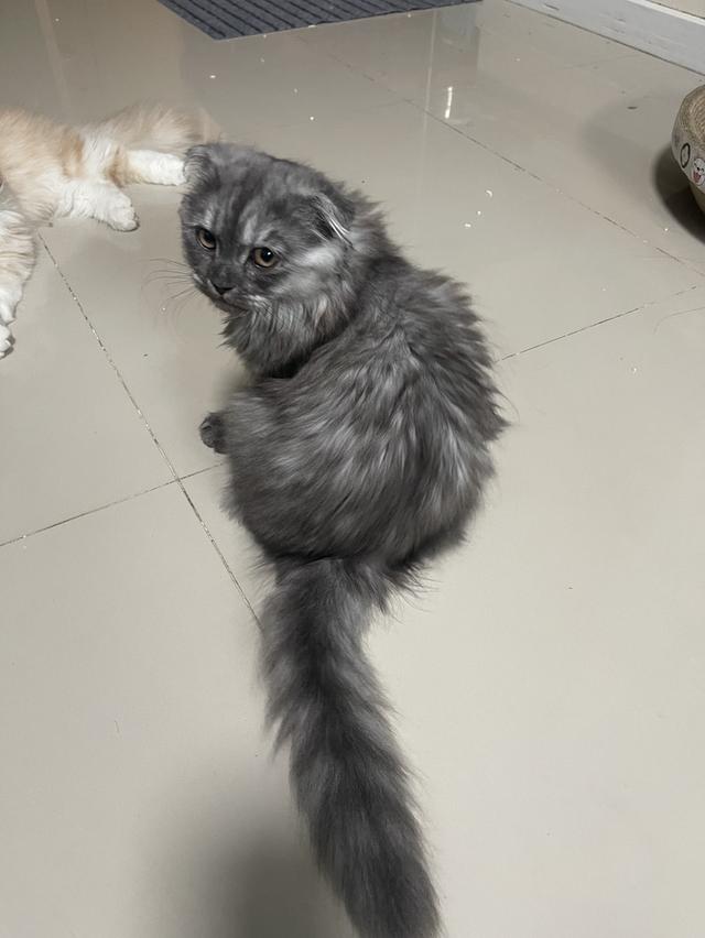 แมวขี้อ้อน(หญิง 3 เดือน)พร้อมย้าย รูปที่ 8