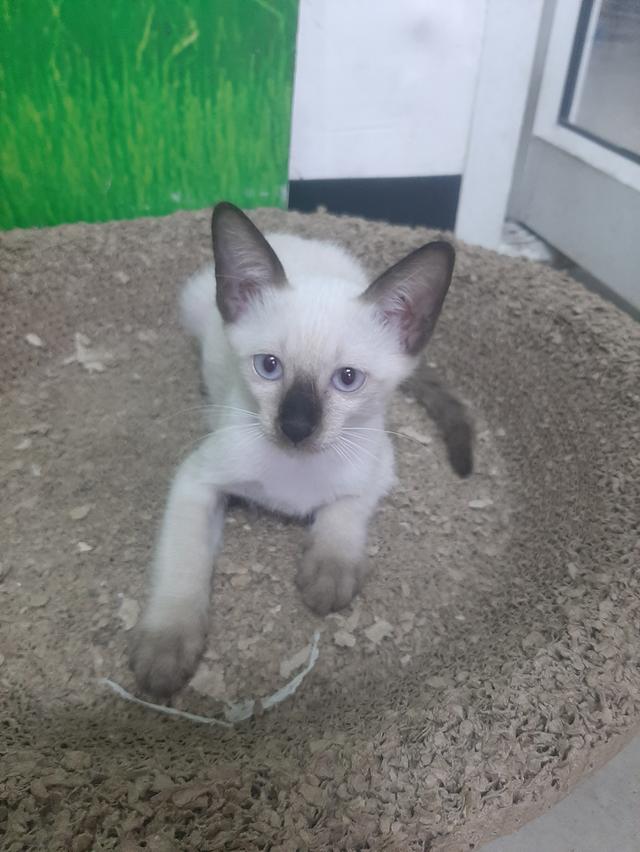 ลูกแมววิเชียรมาศแท้ มีใบเพด (SIAMESE CAT) 4