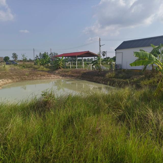 ที่ดิน อำเภอหนองหญ้าไซ สุพรรณบุรี 5