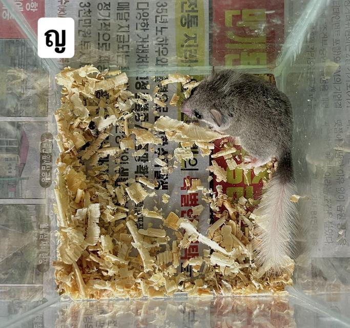 ดอร์เมาส์ 3