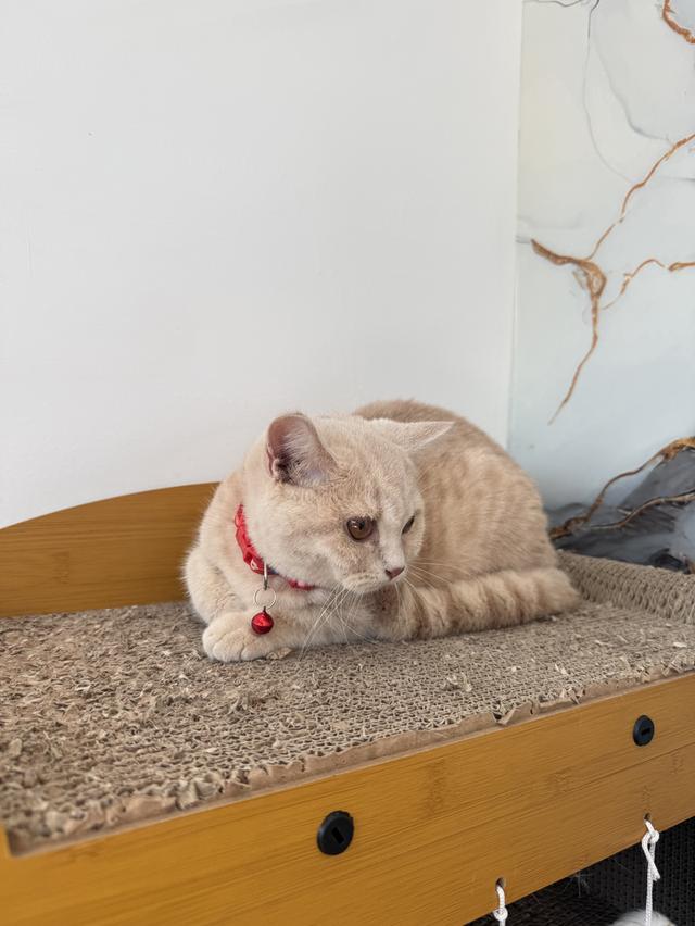 ลูกแมวพันธุ์บริติชแท้ รูปที่ 6