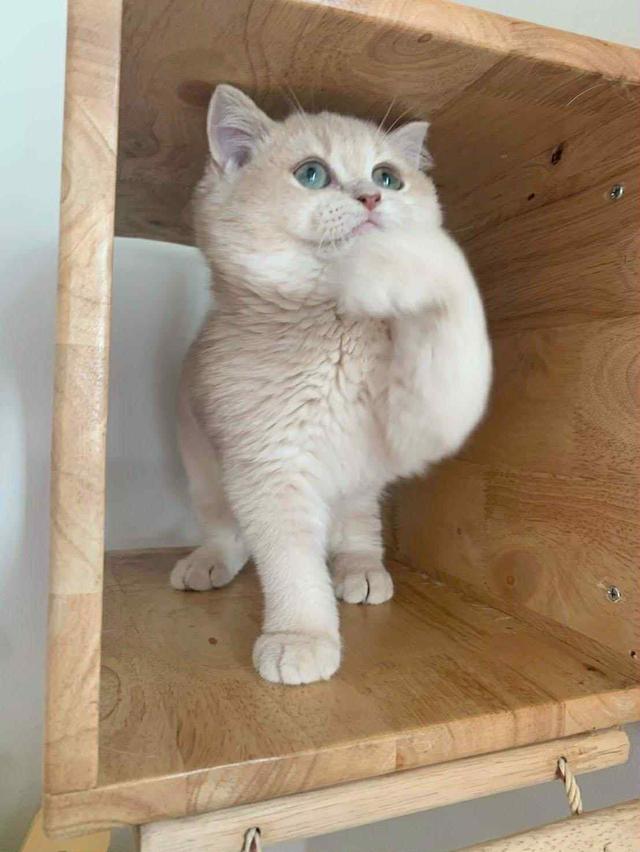 แมว บริติชช็อคแฮร์เด็กผู้ชาย 5เดือน 11