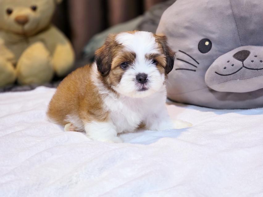 น้องเป๋าตุงสุดหล่อ shihtzu แท้น่ารักมาก 3