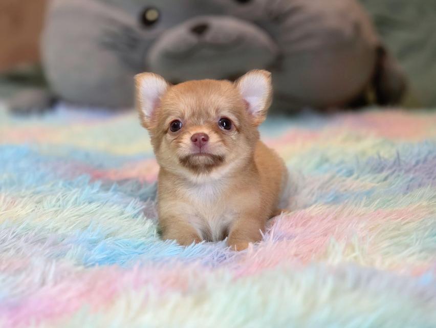 ชิวาวาแท้ขนยาว เพศเมีย รูปย่อยที่ 2