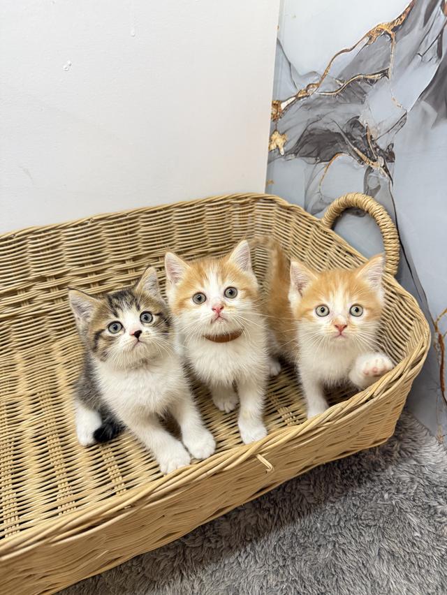 ลูกแมวพันธุ์สก๊อตติชแท้