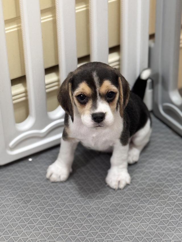 บีเกิ้ล (Beagle) Female ด.ญ 💯🏡 4