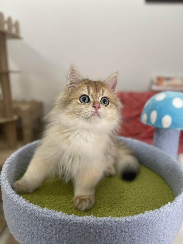 British Longhair WCF 16