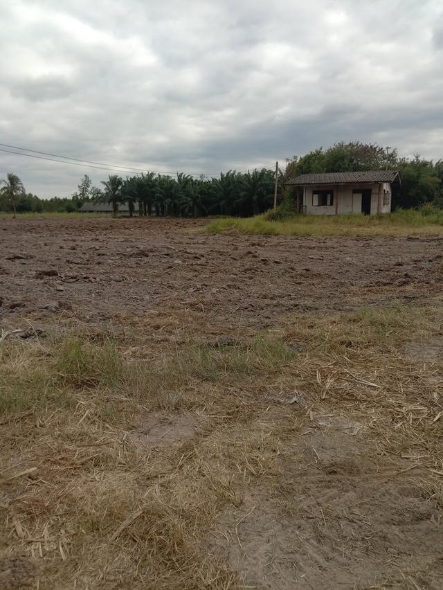 ขายที่ดินบ่อทองชลบุรี 15 ไร่ 3 งาน 73 ตรว 4