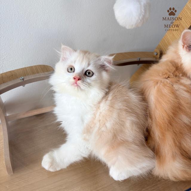 ❌🏠 ได้บ้านหมดแล้ว สก็อตติสชายคู่ ส้มอ่อน 5