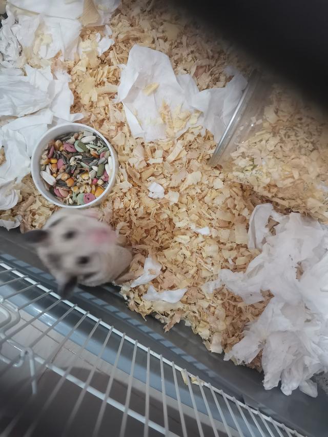ขาย​หนูแฮม​เตอร์​ 2