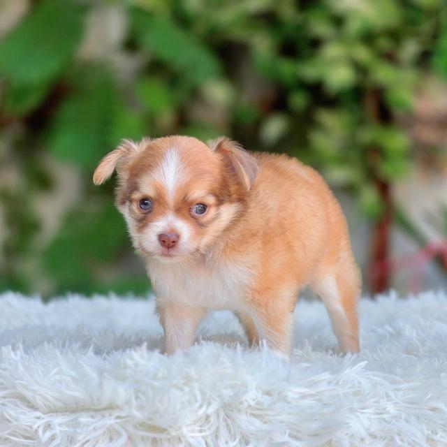 ชิวาวาแท้ ขนยาว เพศผู้ รูปที่ 6