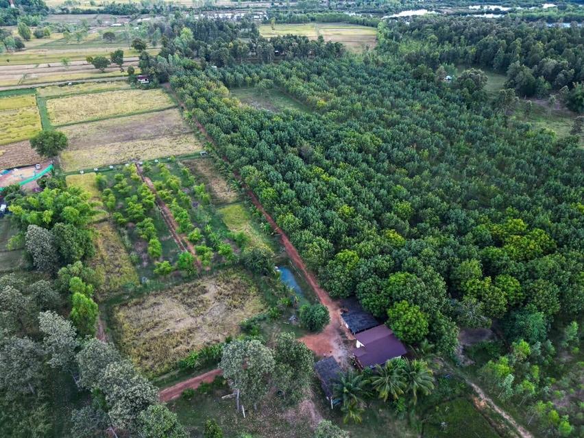 ที่ดินบ้านสวน บ้านท่าม่วง หนองลาด สกลนคร 4