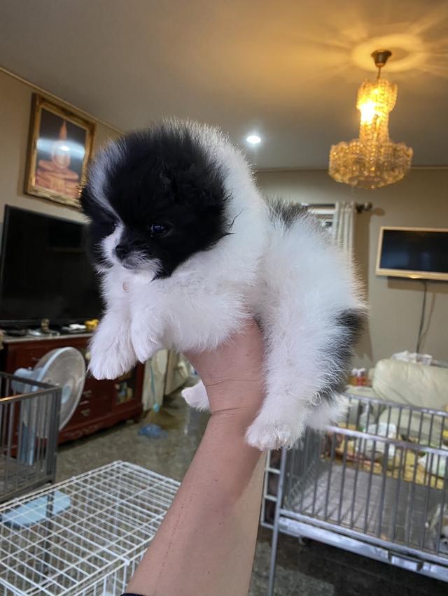 mini product image 2