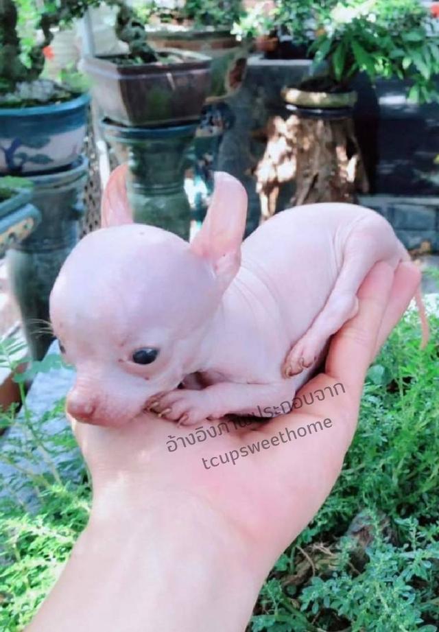 🇹🇭ชิวาวาไร้ขน หนึ่งเดียวในไทย(T CUP SWEET HOME) รูปที่ 3