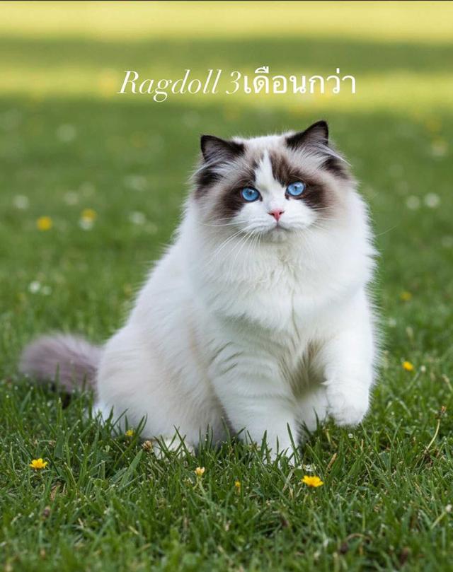 แมว Ragdoll รับนำเข้าจากต่างประเทศโดยเฉพาะมีประกันโรค