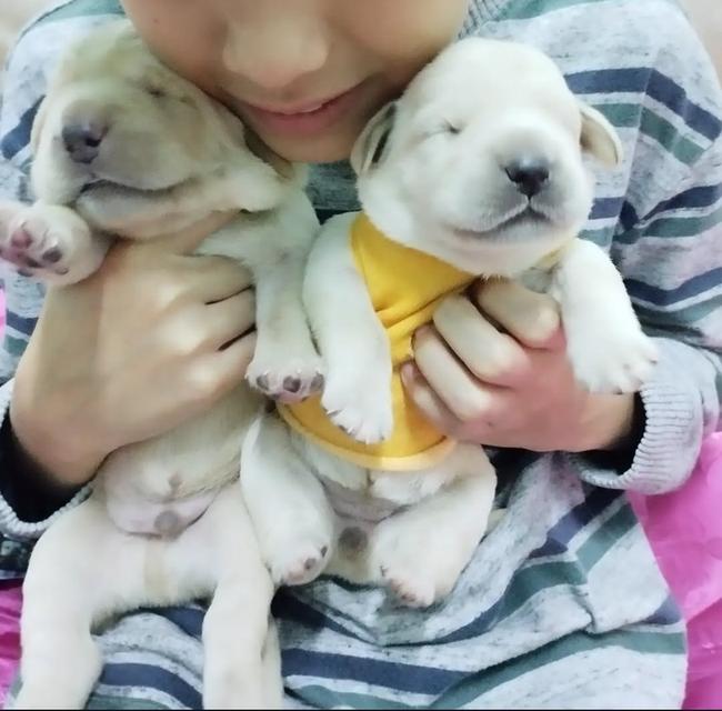 Labrador พันธุ์แท้ ฉลาดแสนรู้มาก