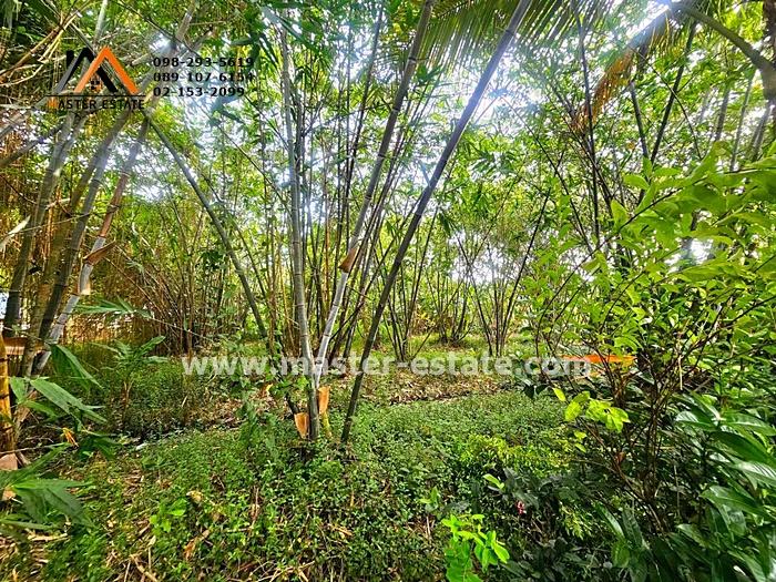 ที่ดินเปล่า 250 ตร.ว. ไทรม้า ซอย 11 (บางอ้อ 2) ติดถนนสาธารณะ ทรงสี่เหลี่ยมสวย ราคาลดประชดเศรษฐกิจ มีแค่ 3 แปลงเท่านั้น 10