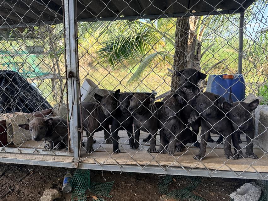 สุนัขไทยหลังอาน เลือด 100%