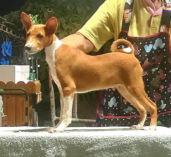 สุนัข Basenji นำเข้า 3