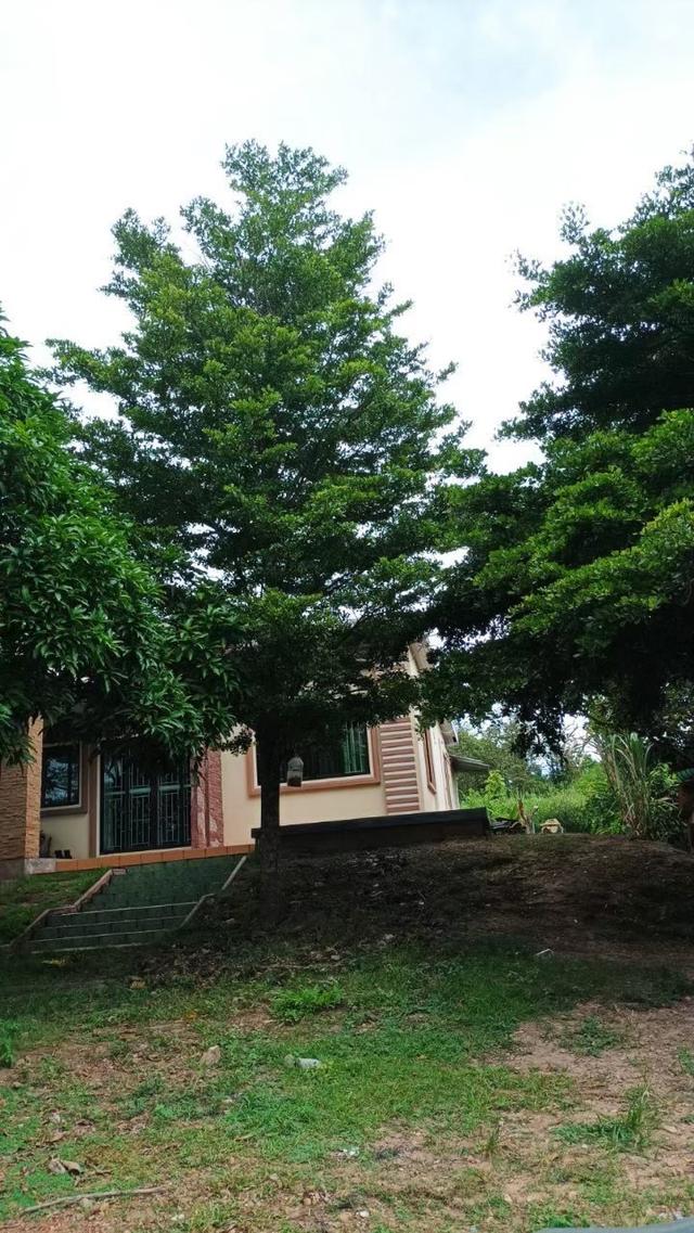 ที่ดินจังหวัดเชียงใหม่ 7-1-71 ไร่ 4