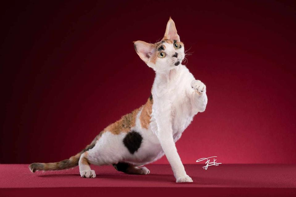 Devon Rex two sweet girls