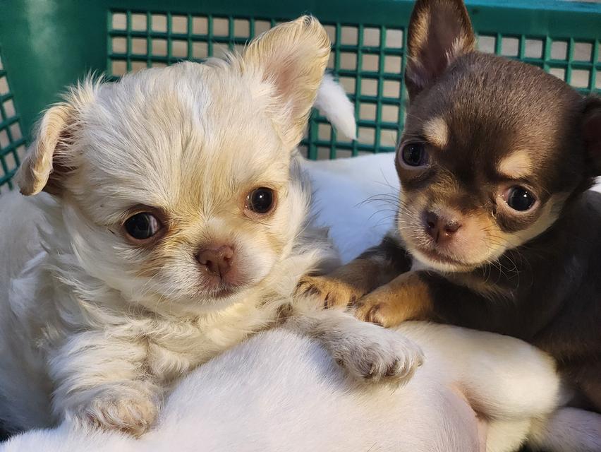 ชิวาวาขนสั้น ขนยาว ตาฟ้า ดูแลง่าย ขี้อ้อนมากๆค่ะ สุขภาพร่างกายแข็งแรง