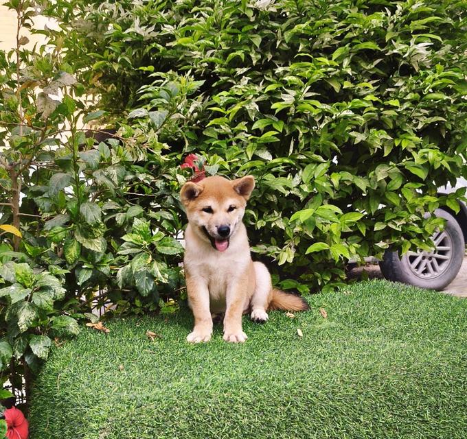 ลูกสุนัข ชิบะ อินุ เพศผู้