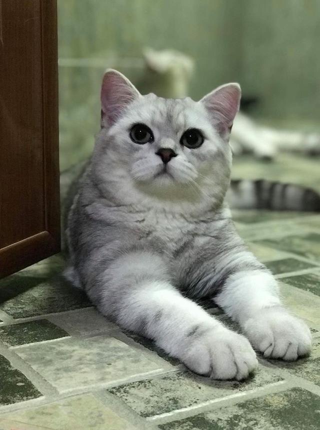 น้องแมวสกอตติส โฟลด์ น่ารัก ตาโต