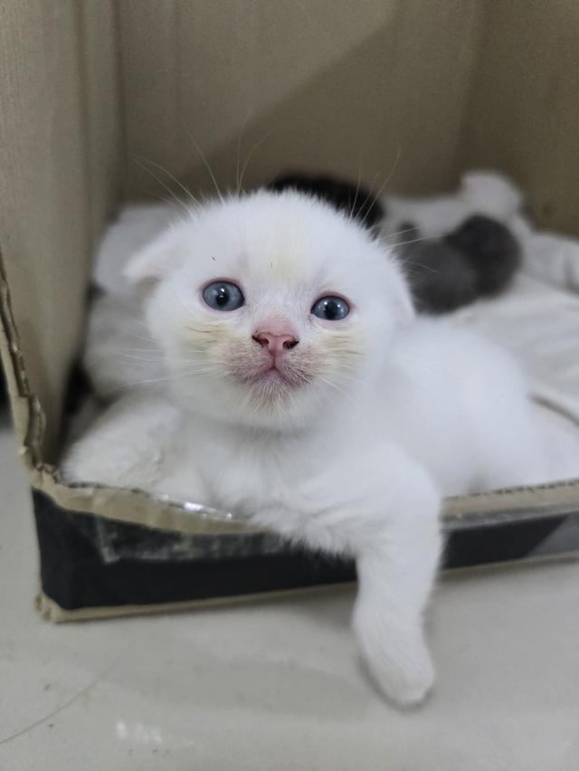 น้องแมว 13