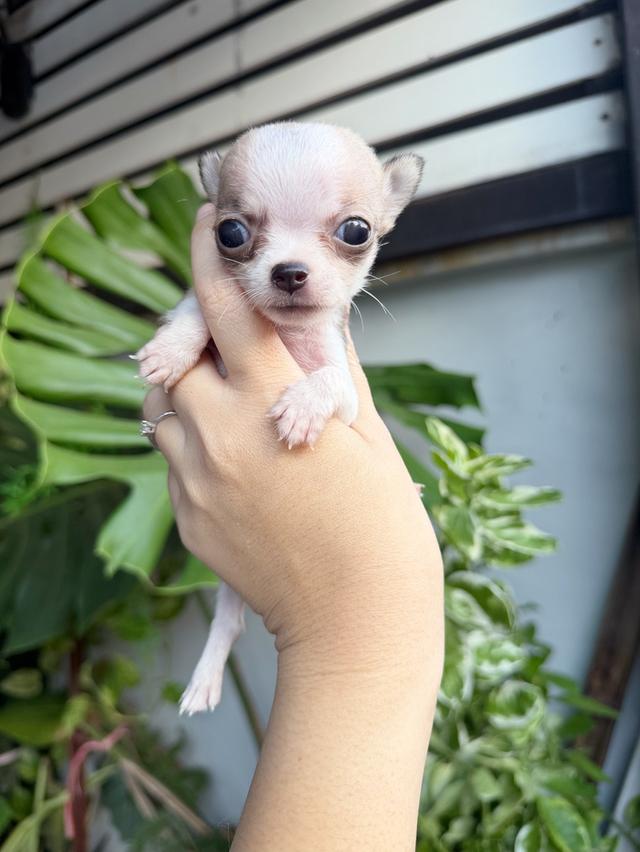 ชิวาวาแท้ขนสั้น เพศผู้ 12