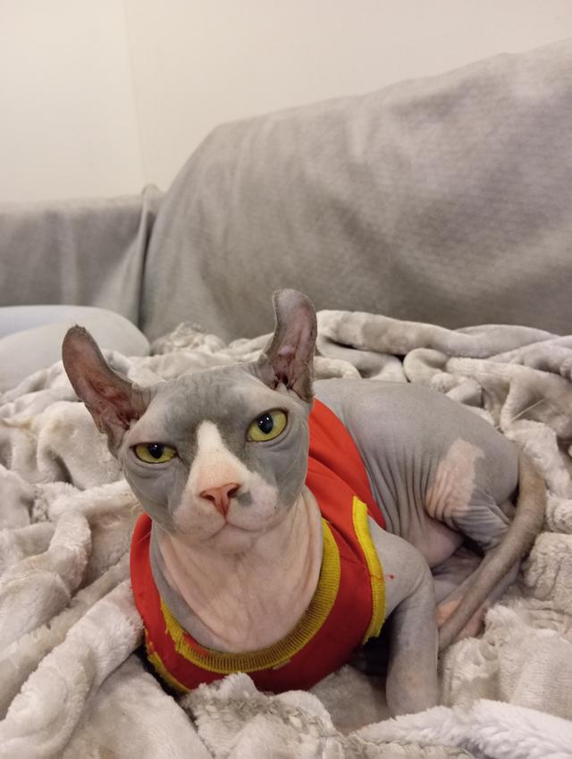 ขาย สฟิงซ์เอลฟ์  9 เดือน  2