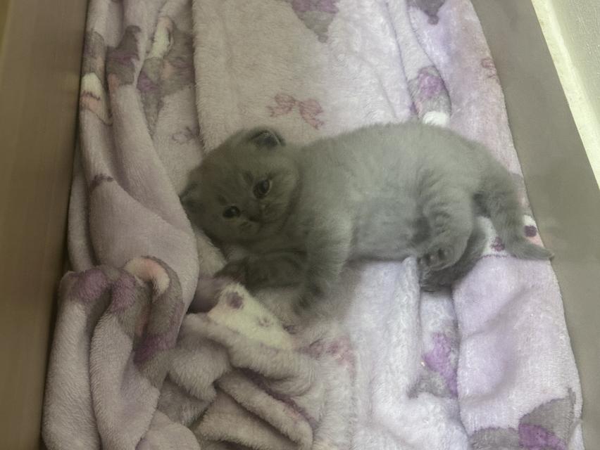 เปิดจอง ลูกแมว บริติช ชอร์ตแฮร์ (British Shorthair)