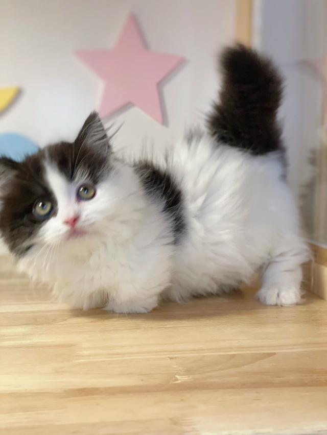 มันช์กิ้นขาสั้นพร้อมย้าย รูปที่ 5