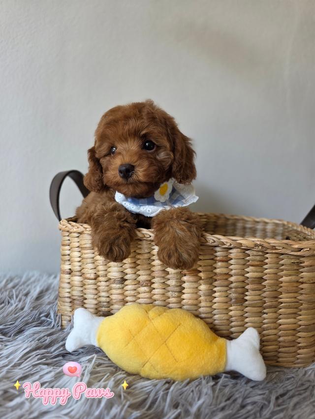 น้องหมาพุดเดิ้ลสีเข้มเพศผู้