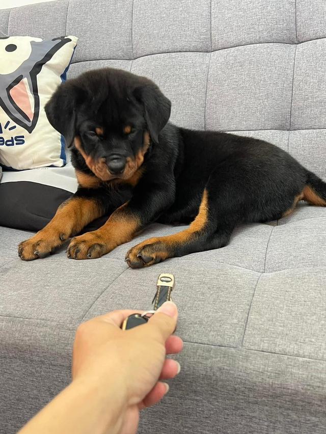 Rottweiler Puppies  WhatsApp me : +66 63 826 3042