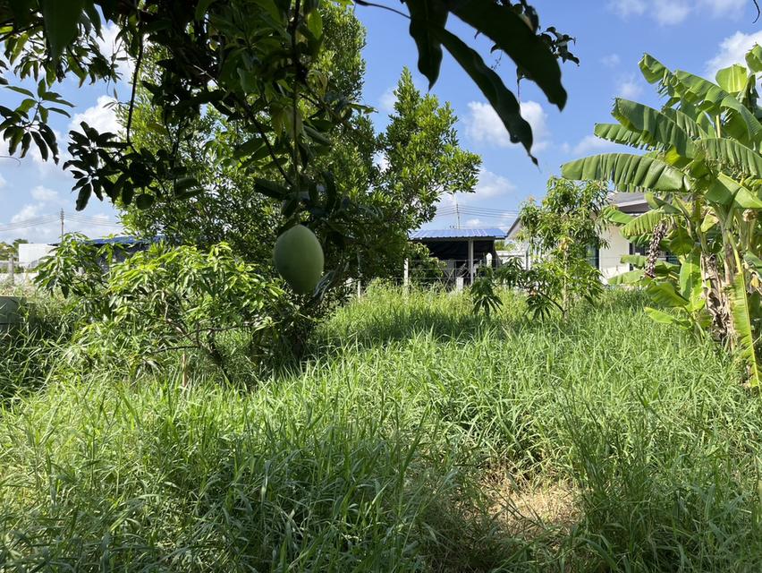 ขายที่ดิน 1 ไร่ ใกล้พูลวิลล่าหรูนครนายก ติดถนนลาดยาง มีโฉนด ตำบลสาริกา อำเภอเมืองนครนายก 13