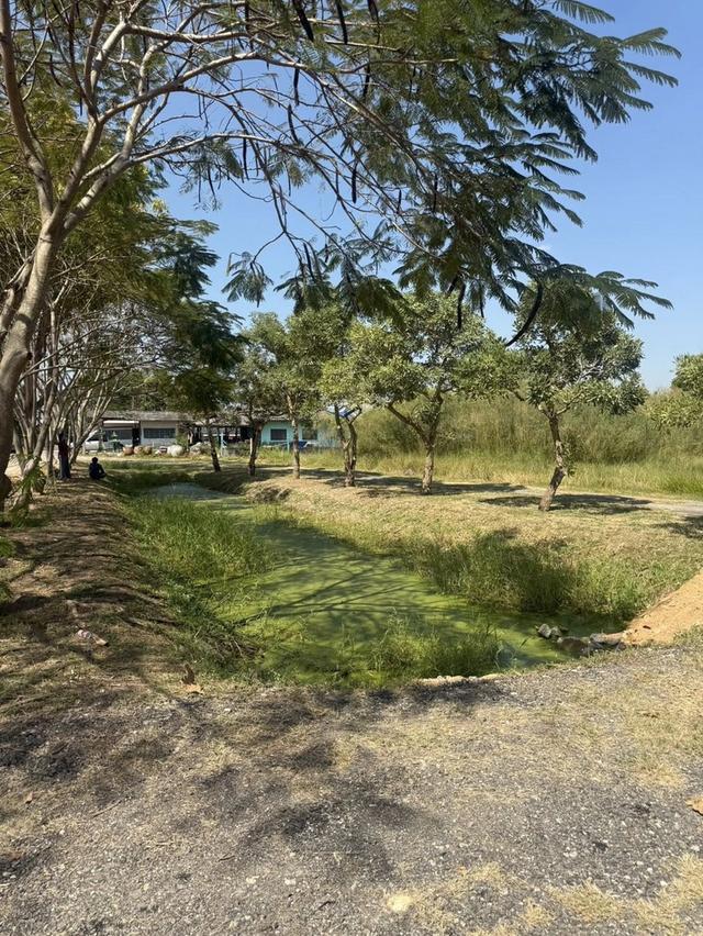 ขายที่ดินในตัวเมืองบางคล้าเนื้อที่ 4 ไร่ ติดถนน2ด้านซอยซ.ราษฎรอุทิศ หลังการประปา อ.บางคล้า จ.ฉะเชิงเทรา 2