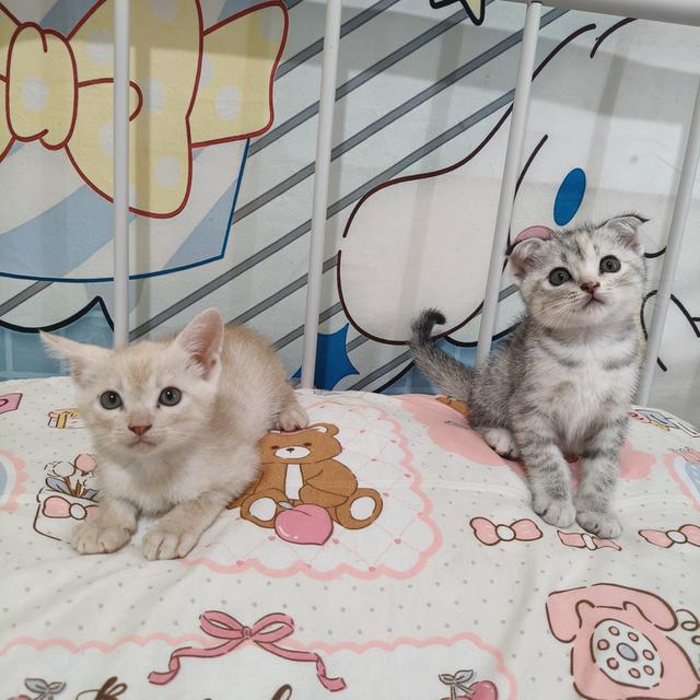 สก้อตติชอเมริกันช๊อตแฮร์ รูปที่ 6