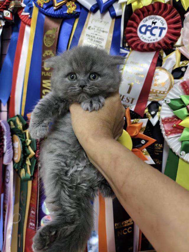 🐻 [เปิดจอง/หาบ้าน] British Shorthair คุณภาพสายเลือดดี หน้าหมี โครงสร้างตัน 🐻 รูปที่ 6