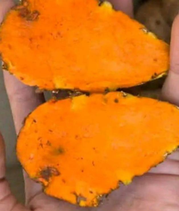 แม่ขมิ้นทาวัวชน,ทาไก่