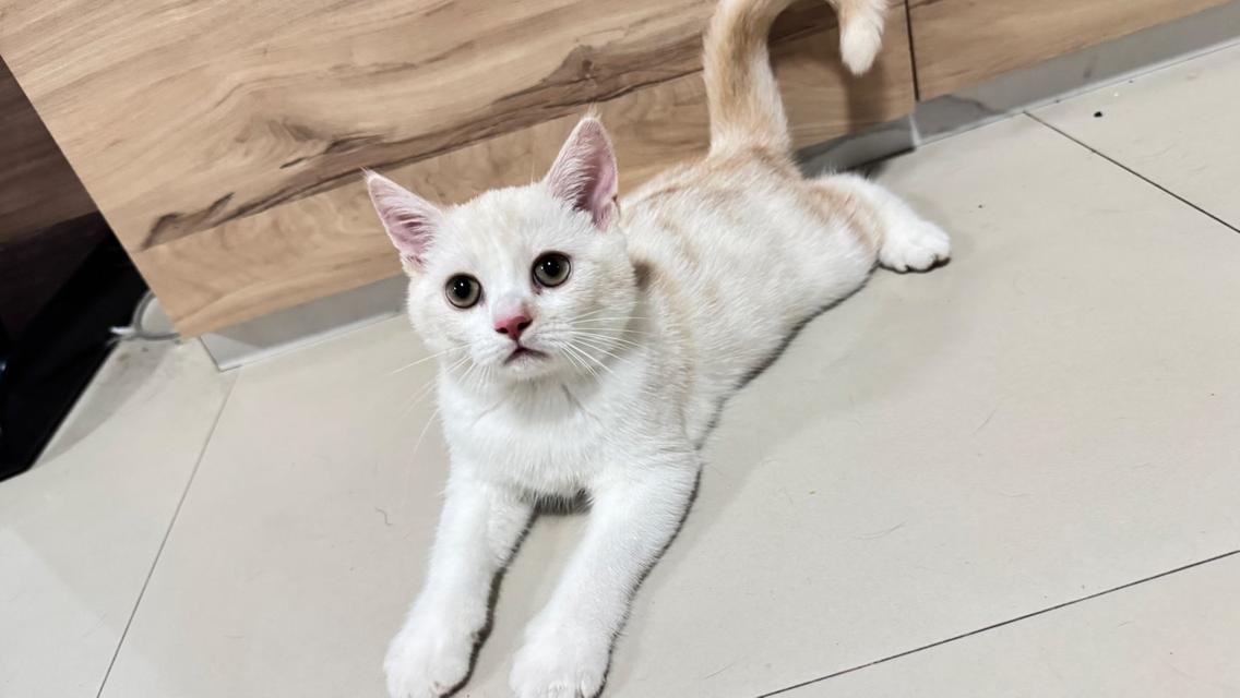 น้องแมวพร้อมย้ายบ้าน