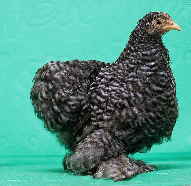 ลูกไก่มินิโคชิน ฟอร์มสวย 6