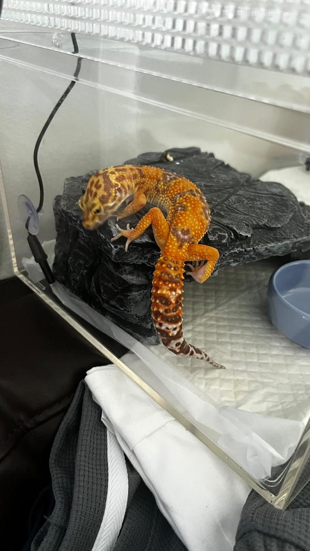 Spachel!!!   Leopard gecko + equipment รูปที่ 2