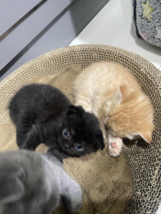 ลูกแมว British Shorthair + Scottish Fold