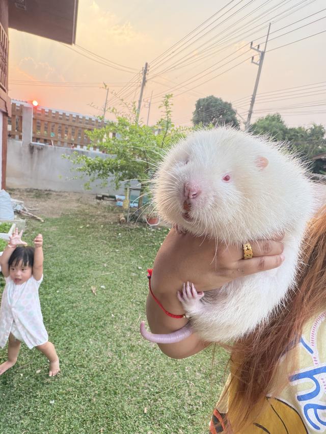 อ้น สัตว์เลี้ยงน่ารัก