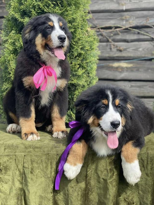 Bernese Mountain Puppies  WhatsApp me : +66 63 826 3042 รูปที่ 2
