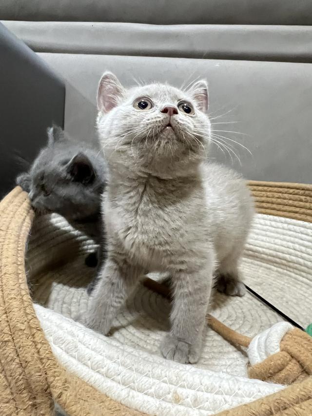 British Shorthair บริติช ช็อตแฮร์ สายพันธุ์แท้ WCF